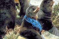 sealion-with-plastic-netting275